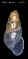 Odostomia rutor